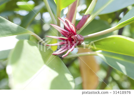 Okinawa flower (mangrove) Okinawa flower (mangrove) 31418976