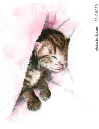 Sleeping kitten Sleeping kitten 31419050