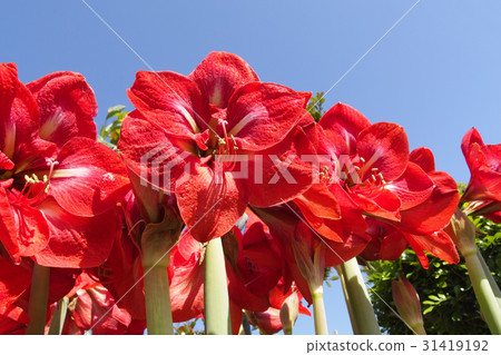 朱頂紅 朱頂紅 31419192