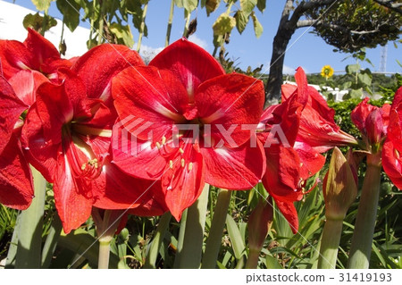 朱頂紅 朱頂紅 31419193