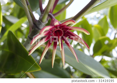 Okinawa flower (mangrove) 31419195