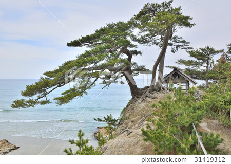 Uratomi coast pine tree 31419312