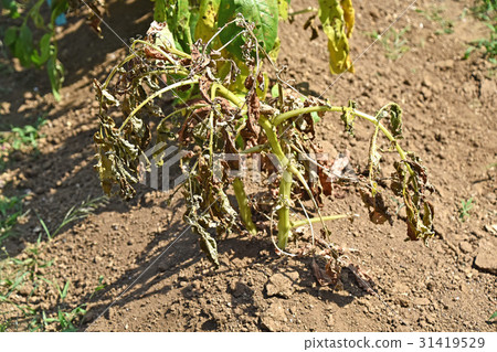 Withered potato leaves 31419529