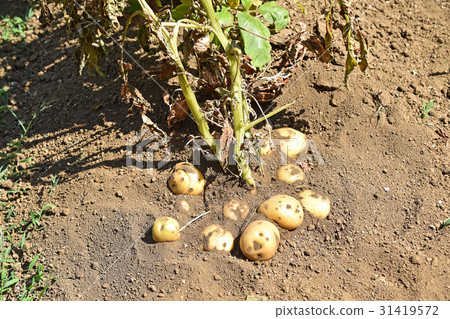 Harvesting of potato (Kitaka kari) Harvesting of potato (Kitaka kari) 31419572