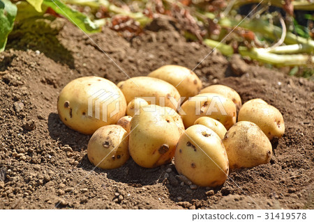 收穫土豆（Kitaka kari） 31419578