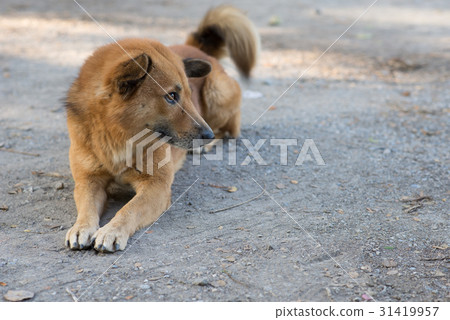 dog in-THAILAND. dog in-THAILAND. 31419957