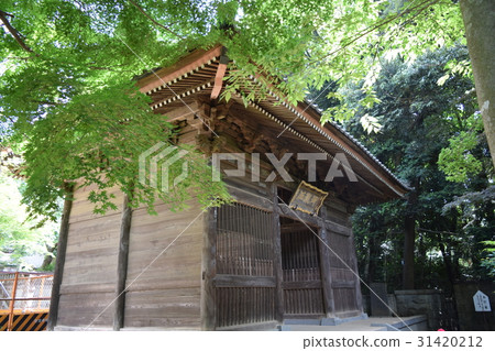 Otaki Immortality 31420212