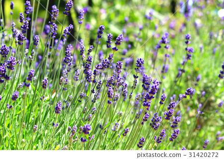 英國淡紫色草本領域 31420272