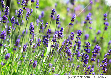 English lavender herb field 31420273