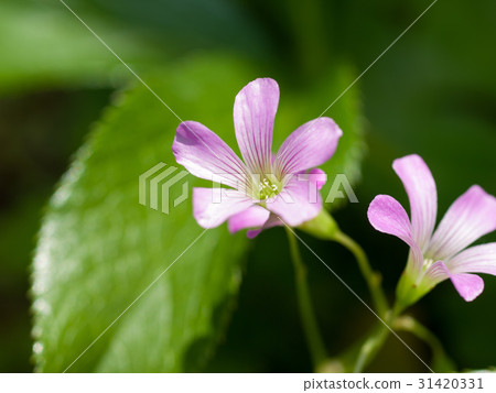 Murasaki Katabami微距拍攝 31420331