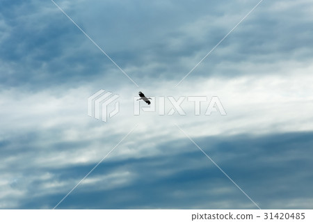 egret flying alone in the sky 31420485