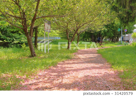 Shirinigawa河公園·Hanabe 31420579