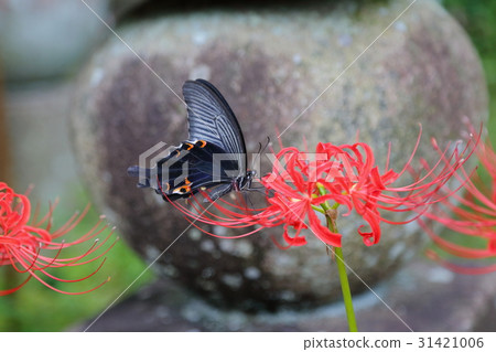 小丑和草本花卉 小丑和草本花卉 31421006