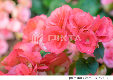 Numerous bright flowers of tuberous begonias Numerous bright flowers of tuberous begonias 31421078