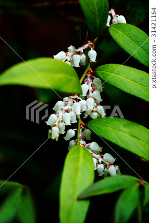 Flower of Iwananten 31421164