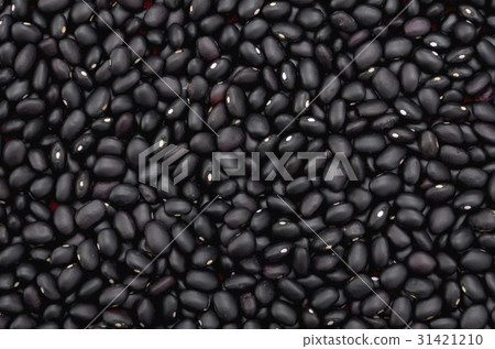 黑豆(豇豆)在沖繩Miyakojima 黑豆(豇豆)在沖繩Miyakojima 31421210