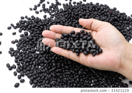 Black bean (cowpea) in Okinawa Miyakojima 31421229