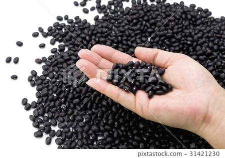 Black bean (cowpea) in Okinawa Miyakojima 31421230