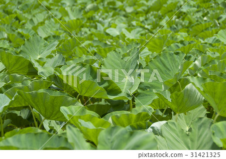 太郎（Turnm）場 31421325