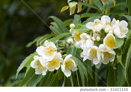 Iju's flower 31421328