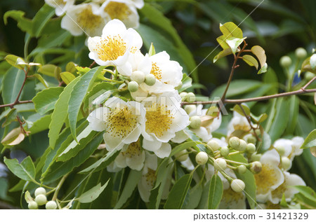 Iju的花 Iju的花 31421329