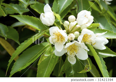 Iju的花 Iju的花 31421394