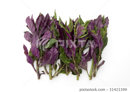 Handama (Suizenji vegetables) 31421399