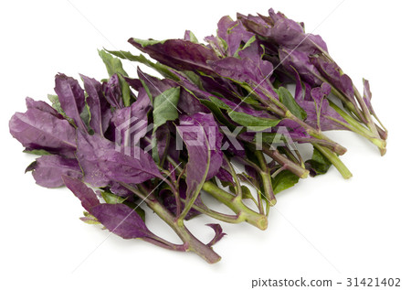 半田（水前寺蔬菜） 31421402