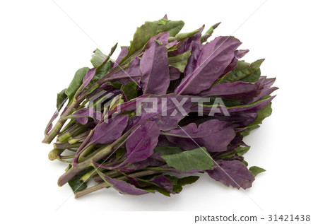 Handama (Suizenji vegetables) Handama (Suizenji vegetables) 31421438