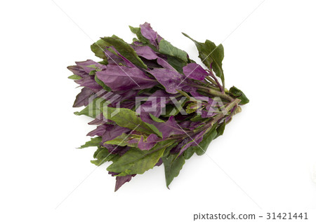 Handama (Suizenji vegetables) Handama (Suizenji vegetables) 31421441