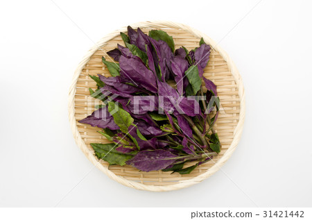 半田(水前寺蔬菜) 半田(水前寺蔬菜) 31421442