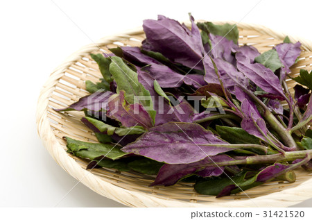 Handama (Suizenji vegetables) Handama (Suizenji vegetables) 31421520