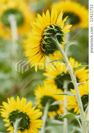 Sunflower Zama Kanto Sunflower Zama Kanto 31421752