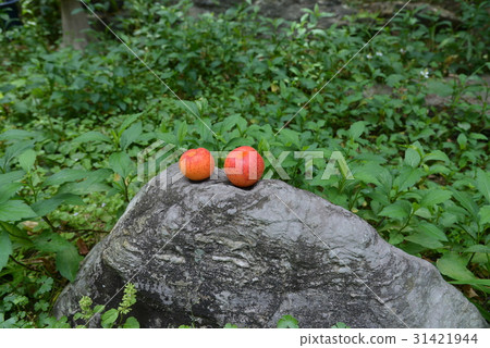 The apricots on the stone The apricots on the stone 31421944