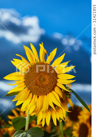 Sunflower Zama Kanto Sunflower Zama Kanto 31421955
