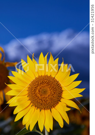 Sunflower Zama Kanto Sunflower Zama Kanto 31421956