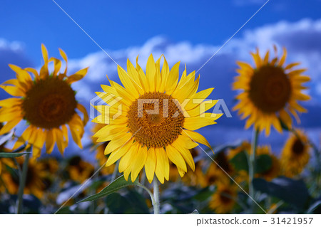 Sunflower Zama Kanto 31421957