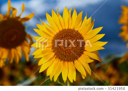Sunflower Zama Kanto Sunflower Zama Kanto 31421958