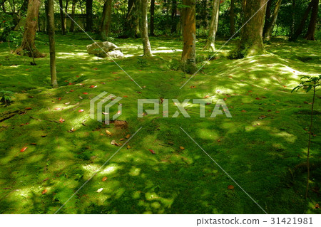 Nara · Akishisonji · Mossy garden 2 31421981
