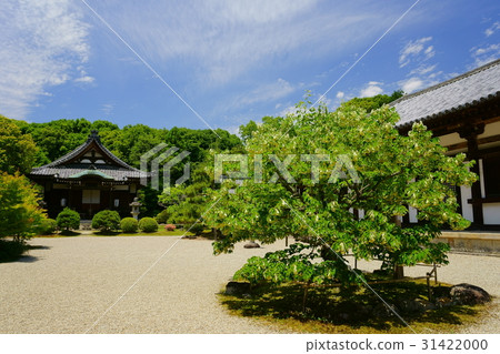 菩提樹盛開的奈良Akigadera寺廟 菩提樹盛開的奈良Akigadera寺廟 31422000