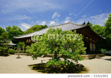 Nara Akigadera Temple where Bodhi trees are in full bloom 31422001