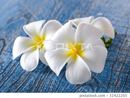 Frangipani flower on table Frangipani flower on table 31422203