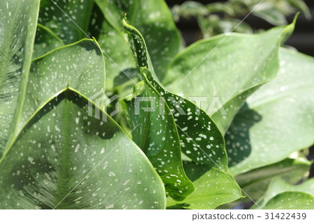 Color leaves 31422439