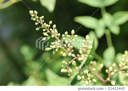 Nanten's bud 31422445