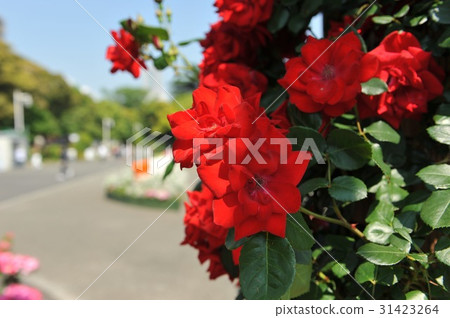 玫瑰園 31423264