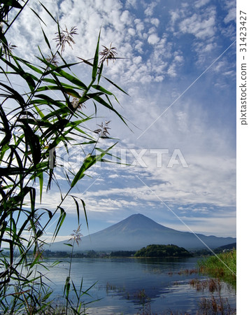 Kawaguchiko Fall Fuji 31423427