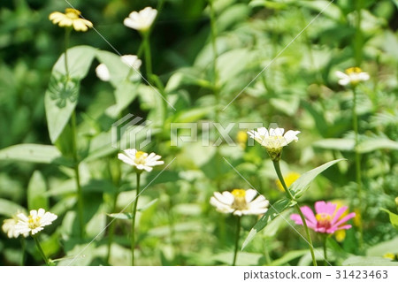 Thailand's nature, Ken Krachan National Park 31423463
