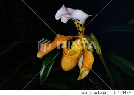 Scientific name Scientific name 31423489