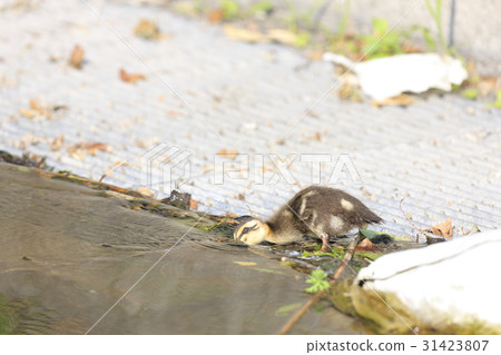 Baby chicks 31423807