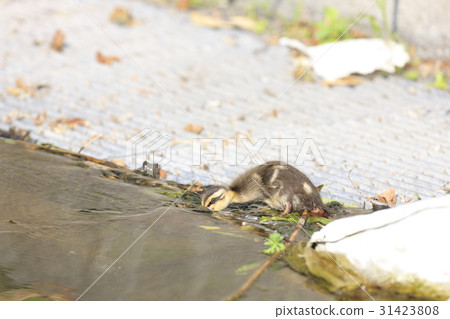 Baby chicks 31423808